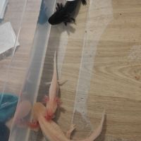 Axolotls adulte albinos gold et sauvage #6