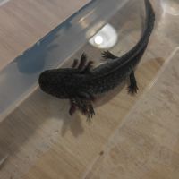 Axolotls adulte albinos gold et sauvage #7