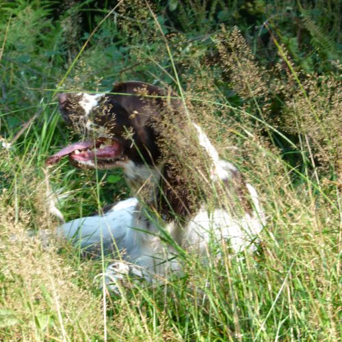 English springer spaniel #0