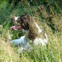 English springer spaniel