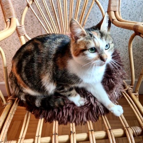 Bettina - adoption en cours- stop formulaire #1