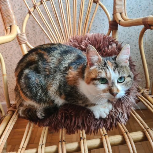 Bettina - adoption en cours- stop formulaire #2