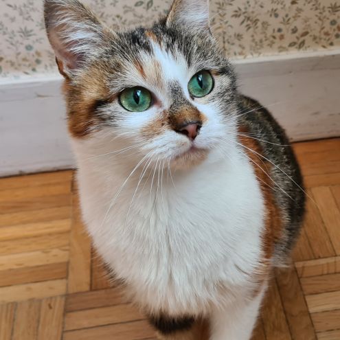 Bettina - adoption en cours- stop formulaire #4