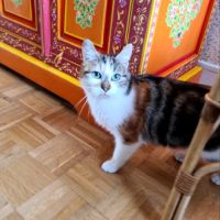 Bettina - adoption en cours- stop formulaire