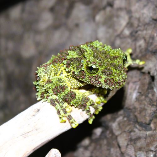 Theloderma corticale (grenouille mousse) #0