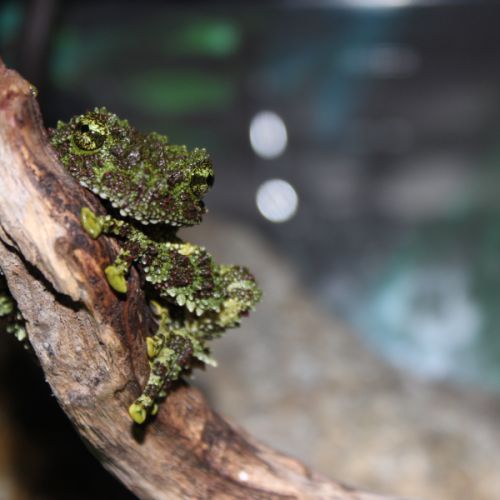 Theloderma corticale (grenouille mousse) #2