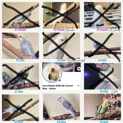 Inséparable roseicollis eam #0