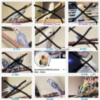 Inséparable roseicollis eam