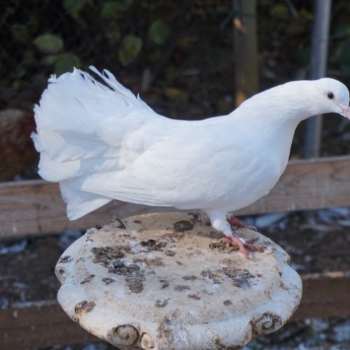 Pigeons paon blanc #0