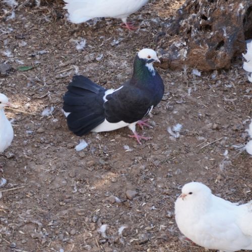 Pigeons paon blanc #3