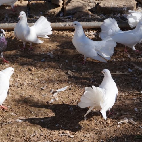 Pigeons paon blanc #4