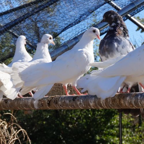 Pigeons paon blanc #5
