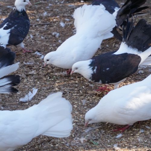 Pigeons paon blanc #6