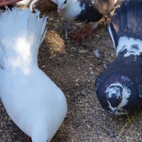 Pigeons paon blanc #7