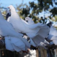 Pigeons paon blanc #2