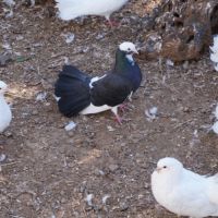 Pigeons paon blanc #3