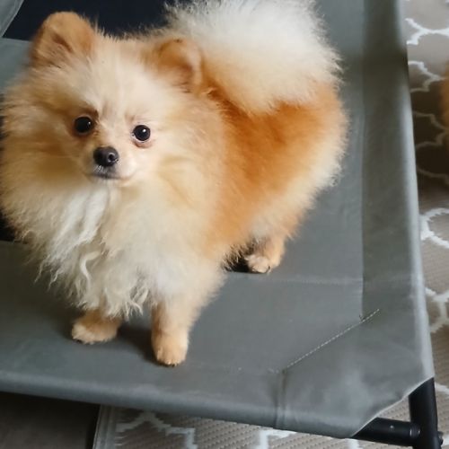 Magnifiques spitz pomeranians nains (9,5 mois) #3