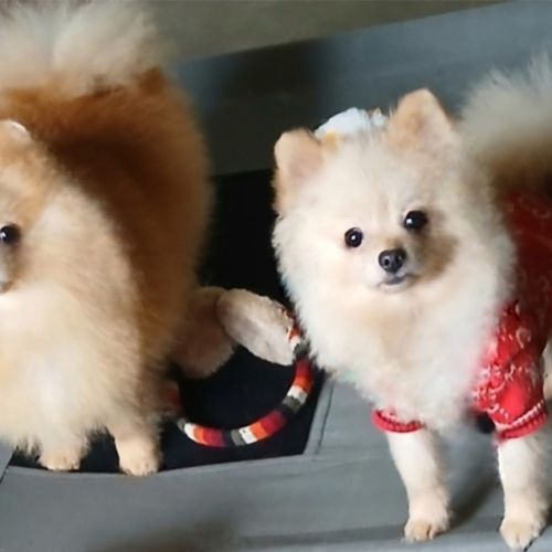 Magnifiques spitz pomeranians nains (9,5 mois) #4