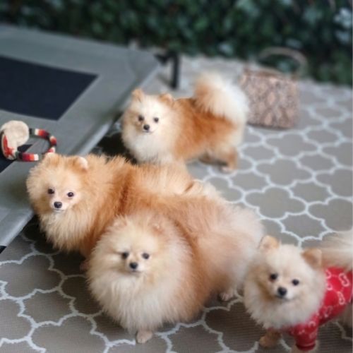 Magnifiques spitz pomeranians nains (9,5 mois) #0