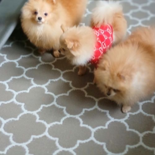 Magnifiques spitz pomeranians nains (9,5 mois) #7