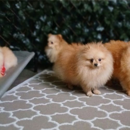 Magnifiques spitz pomeranians nains (9,5 mois) #9