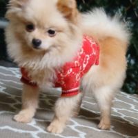 Magnifiques spitz pomeranians nains (9,5 mois) #1