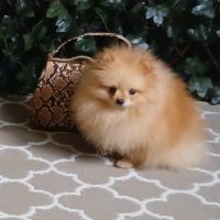 Magnifiques spitz pomeranians nains (9,5 mois) #2