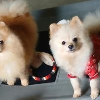 Magnifiques spitz pomeranians nains (9,5 mois) #4