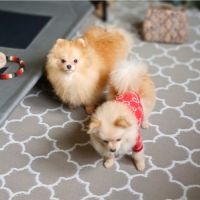 Magnifiques spitz pomeranians nains (9,5 mois) #6