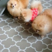 Magnifiques spitz pomeranians nains (9,5 mois) #7