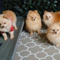 Magnifiques spitz pomeranians nains (9,5 mois) #8
