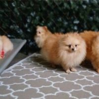 Magnifiques spitz pomeranians nains (9,5 mois) #9