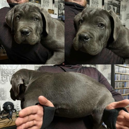 Mâle cane corso lof – gros gabarit, très costaud #0