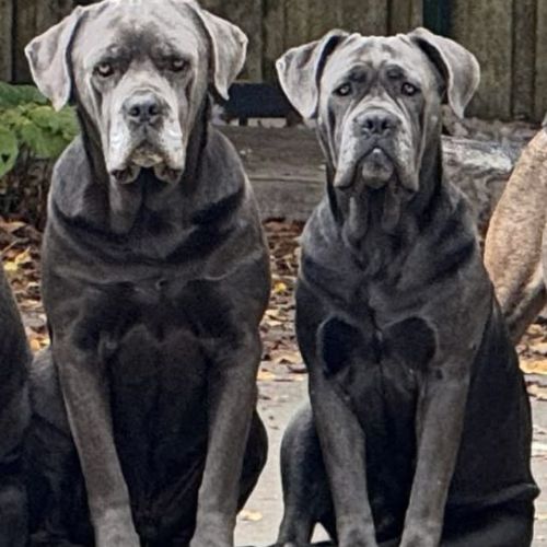 Mâle cane corso lof – gros gabarit, très costaud #2