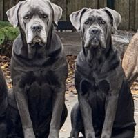 Mâle cane corso lof – gros gabarit, très costaud #2