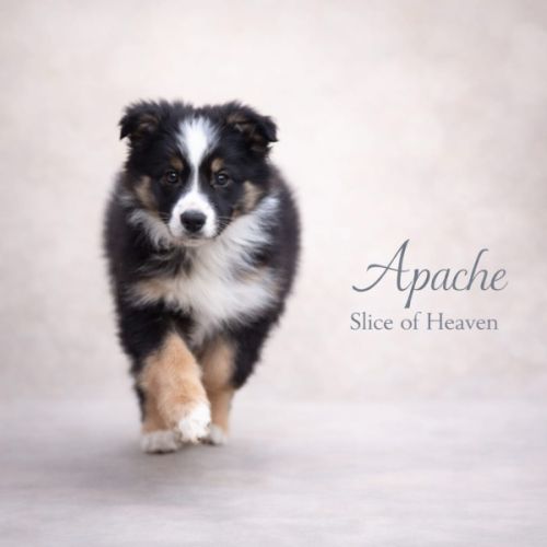 Border collie lof #1