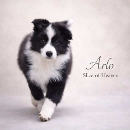 Border collie lof #2