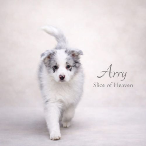 Border collie lof #0