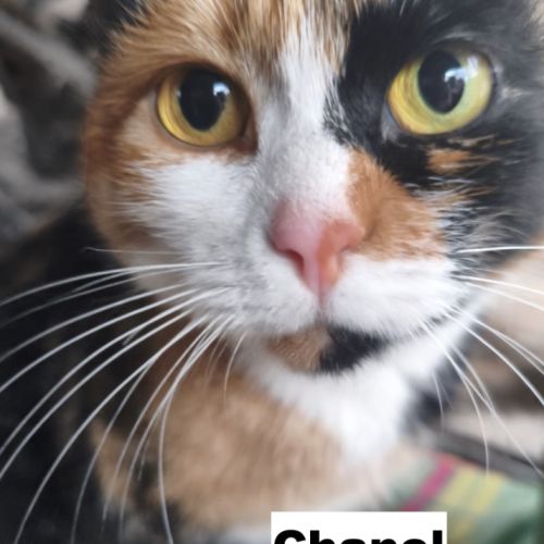 Chanel se trouve dans un refuge en ukraine #2