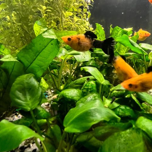 Jeunes mollys a vendre #3