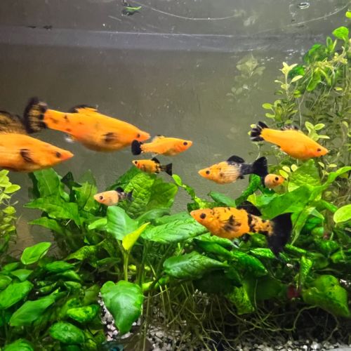 Jeunes mollys a vendre