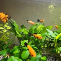 Jeunes mollys a vendre #1