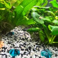 Jeunes mollys a vendre #2