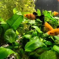 Jeunes mollys a vendre #3