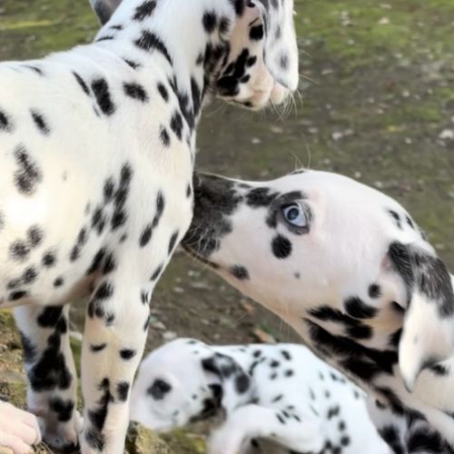 Chiots dalmatiens disponibles #2