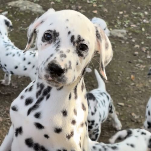 Chiots dalmatiens disponibles #3