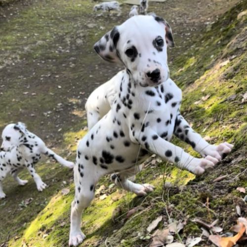 Chiots dalmatiens disponibles #4