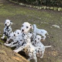 Chiots dalmatiens disponibles