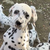 Chiots dalmatiens disponibles #3