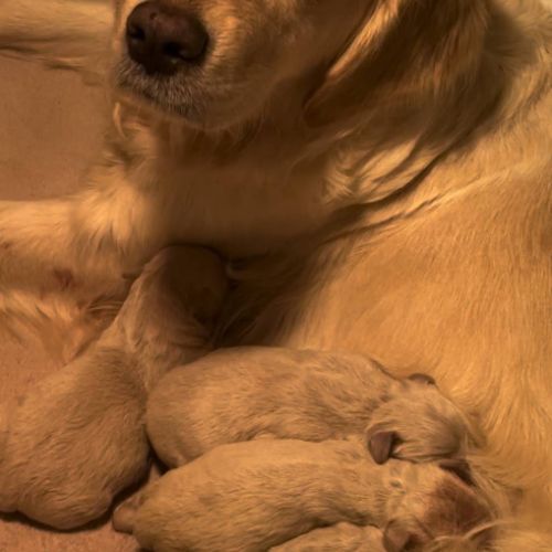 Chiots golden retriever à réserver #1